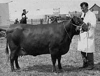 JBrandsRedPollCow.jpg