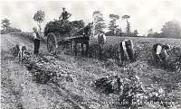 GatheringBelladonna.jpg