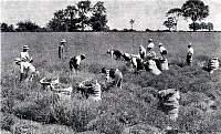 LavenderPickers.jpg