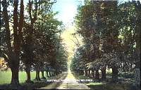 KentwellHallAvenue.jpg